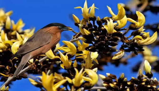 palash