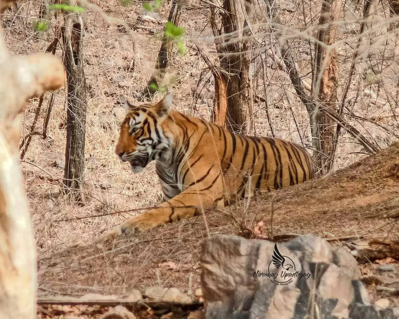 Death History and Capture of T104 Maneater Tiger of Ranthambore National Park in Udaipur