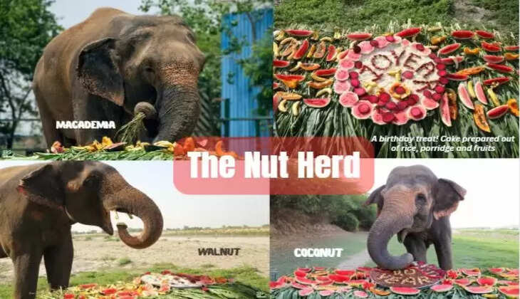 Nut Herd