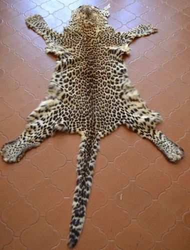 Leopard skin recovered from a man at Rampura