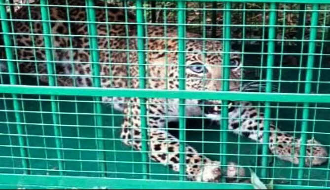 leopard in cage