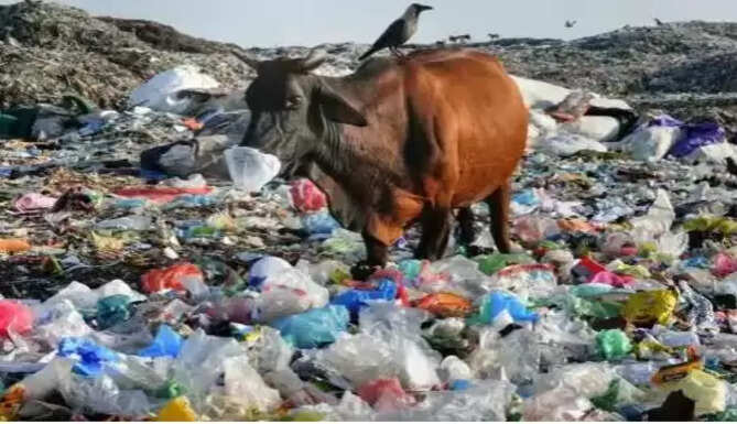 single use plastic