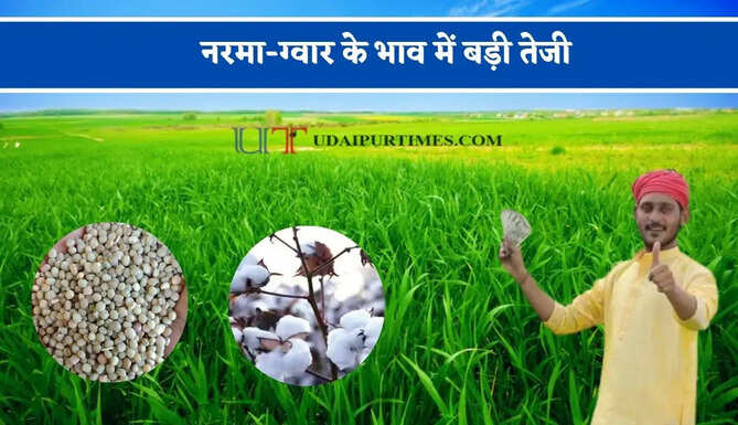 नरमा-ग्वार के भाव में बड़ी तेजी, देखें सभी मंडियों के नए दाम