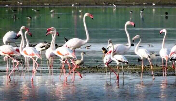 पर्यावरण और परिंदों के संरक्षण के उठे स्वर