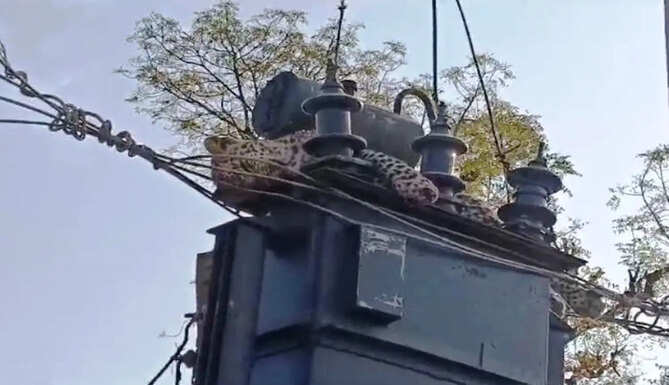 panther killed by electricity
