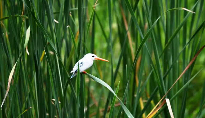 leucistic kingfisher