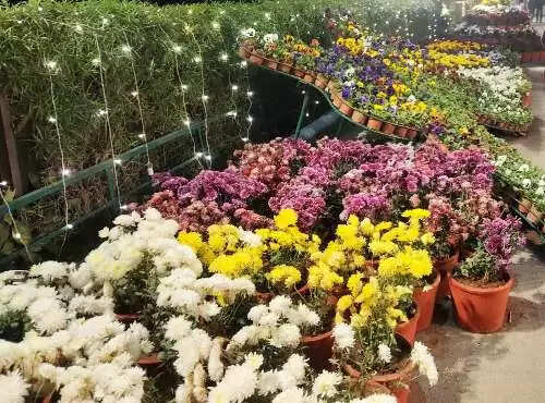 flower show 2026 udaipur