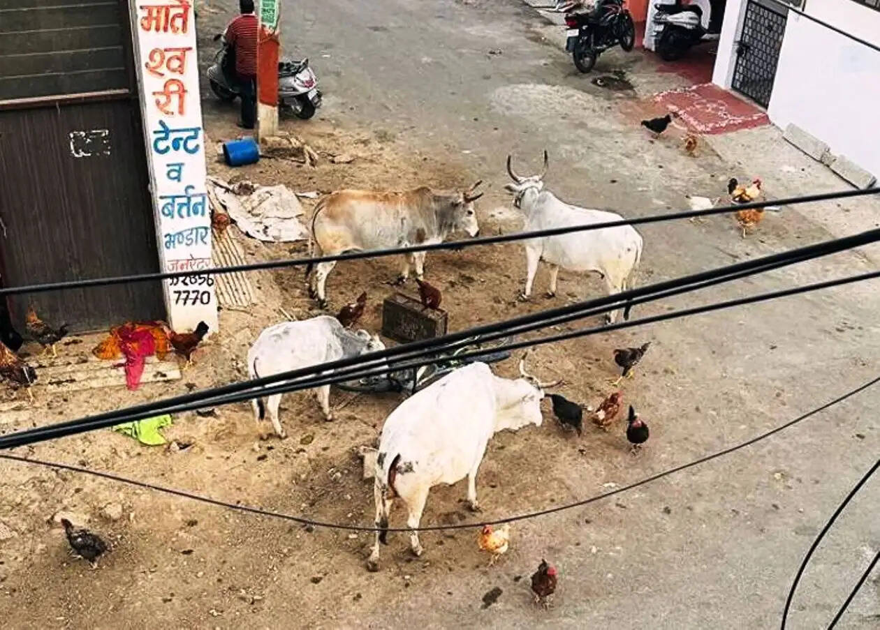 Udaipur Nagar Nigam