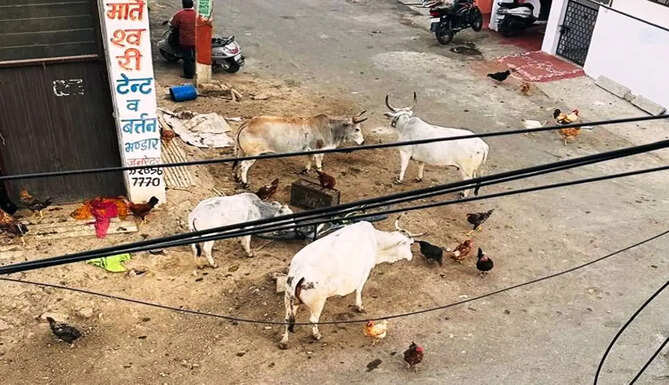 Udaipur Nagar Nigam
