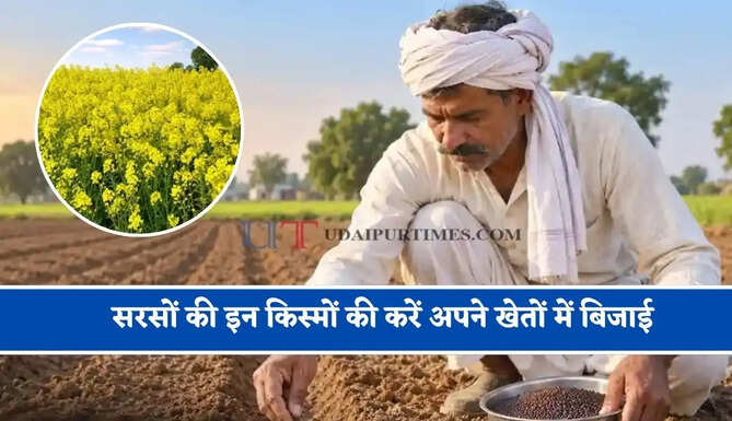 सरसों की इन किस्मों की करें अपने खेतों में बिजाई, पैदावार होगी दोगुनी, जाने सिंचाई से कटाई का पूरा प्रोसेस ?