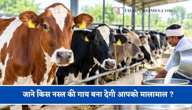 क्या आपको शुरू करना है डेयरी बिजनेस ! जाने किस नस्ल की गाय बना देगी आपको मालामाल ?