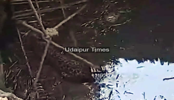 Leopard Rescued