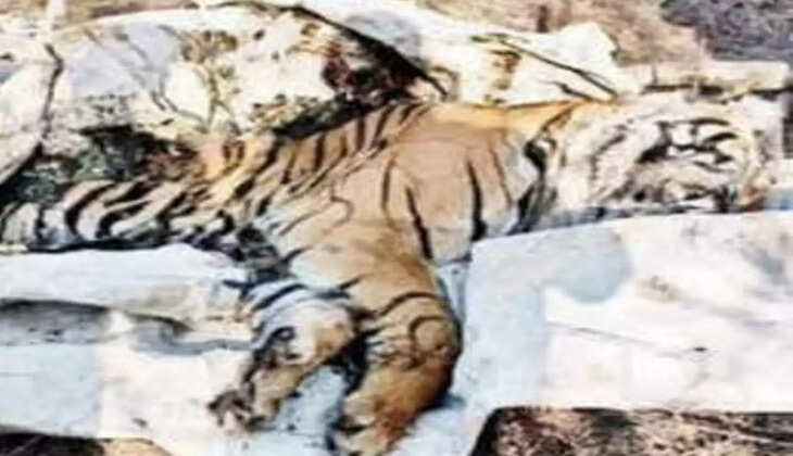 dead tiger