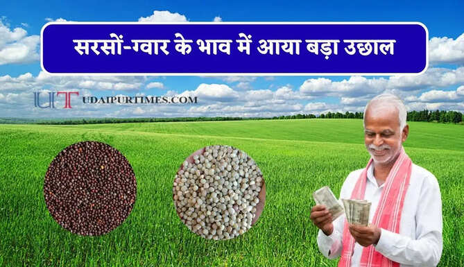 सरसों-ग्वार के भाव में आया बड़ा उछाल, देखें सभी मंडियों के नए रेट&nbsp;