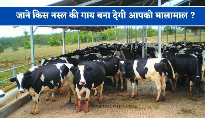 क्या आपको शुरू करना है डेयरी बिजनेस ! जाने किस नस्ल की गाय बना देगी आपको मालामाल ?
