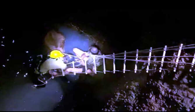 cow fell into well