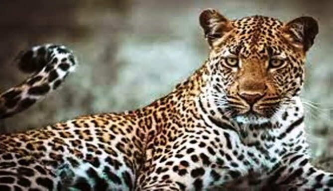leopard safari