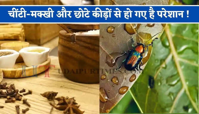 चींटी-मक्खी और छोटे कीड़ों से हो गए है परेशान ! पोंछे के पानी ये चीजें मिलाकर भगाए घर से बाहर