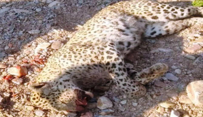 leopard