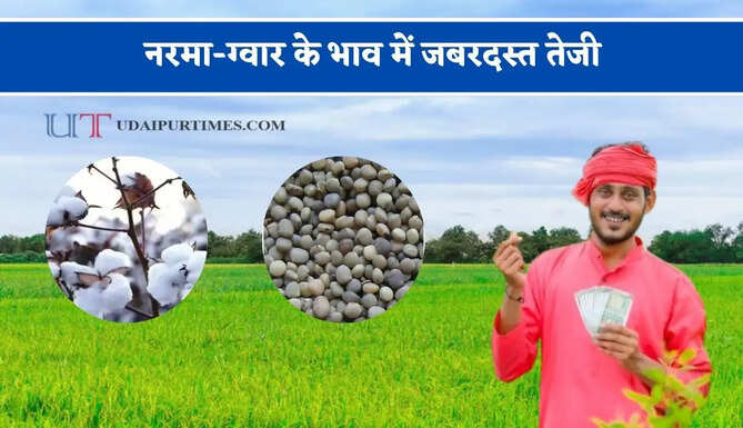 नरमा-ग्वार के भाव में जबरदस्त तेजी, देखें सभी मंडियों के नए रेट