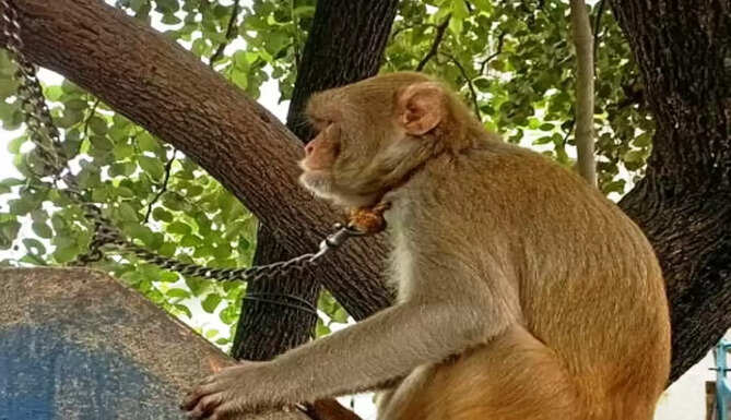 monkey rescue