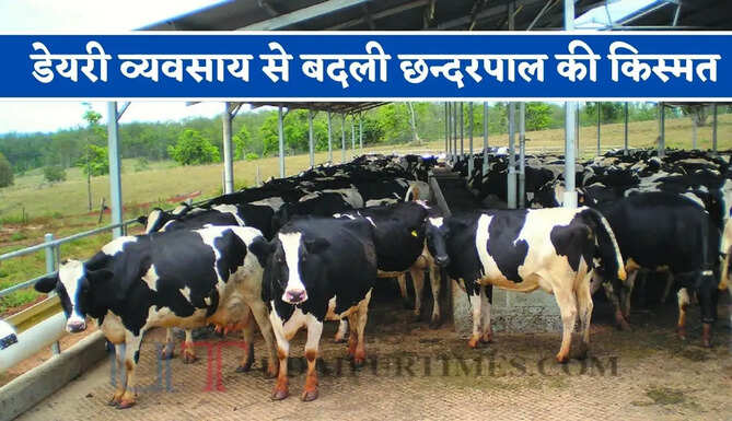 डेयरी व्यवसाय से बदली छन्दरपाल की किस्मत, अब कमा रही हर महीने 10 से 12 हजार रुपये महीना&nbsp;