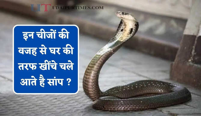 इन चीजों की वजह से घर की तरफ खींचे चले आते है सांप ? आज ही फेंक दे बाहर