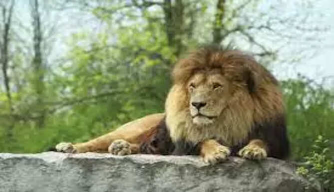 Lion Safari