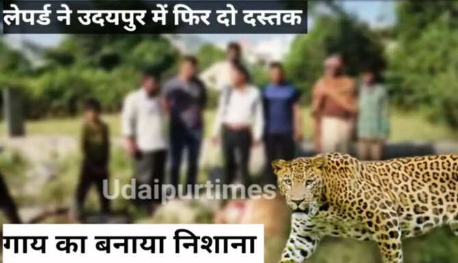 leopard
