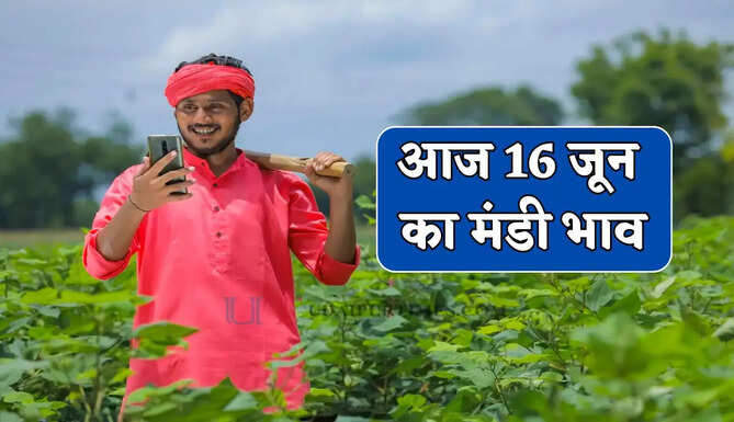 Mandi Bhav : नरमा-सरसों के भाव में बड़ी तेजी, देखें सभी मंडियों के नए दाम
