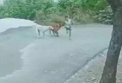 stray dog attack on child
