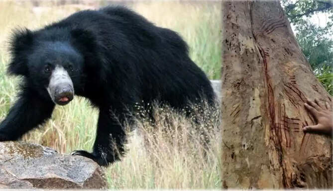 sloth bear