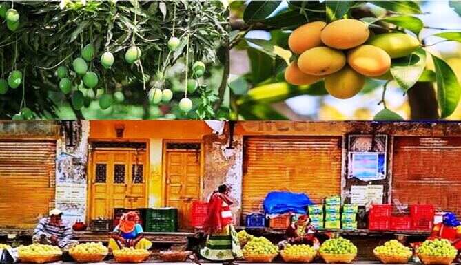 Banswada Wagad mango