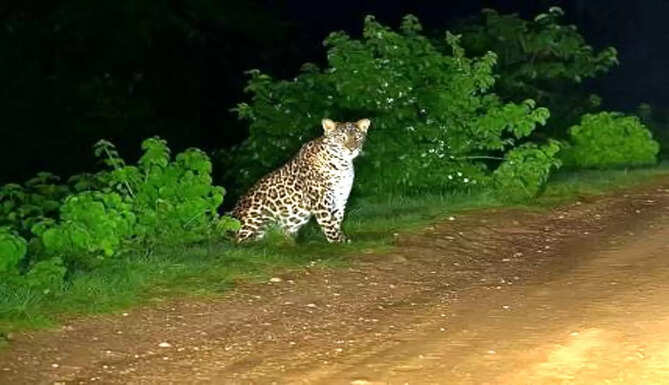 leopard