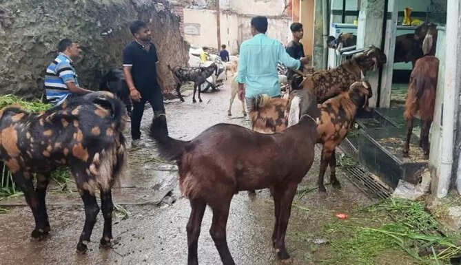 Goat Mandi