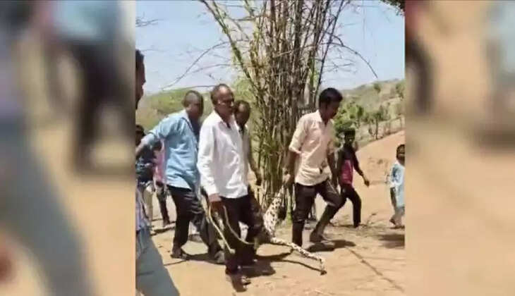 Leopard Killed by Villagers at Dungarpur 