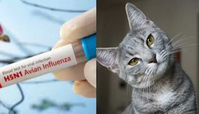 Avian Influenza in Cats