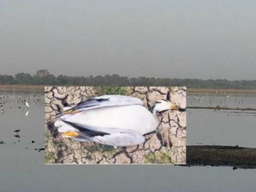 Sambhar Lake effect now seen in Bird village, Menar