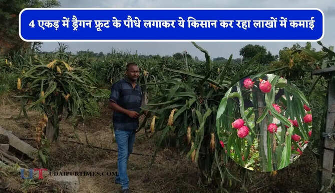 किसान ने 4 एकड़ में लगाए 7200 ड्रैगन फ्रूट के पौधे, अब कर रहा लाखों में कमाई&nbsp;