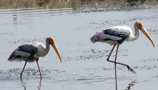 migratory birds