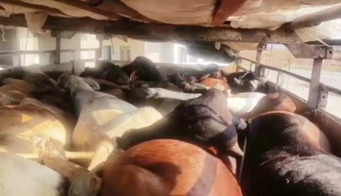 cow