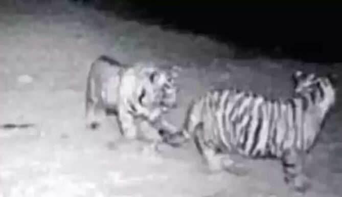 Two cubs