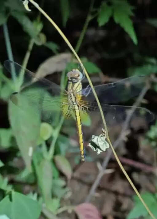 “Magical Night Walk for Children on Neemach Mata Hills | City of Birds Collective”