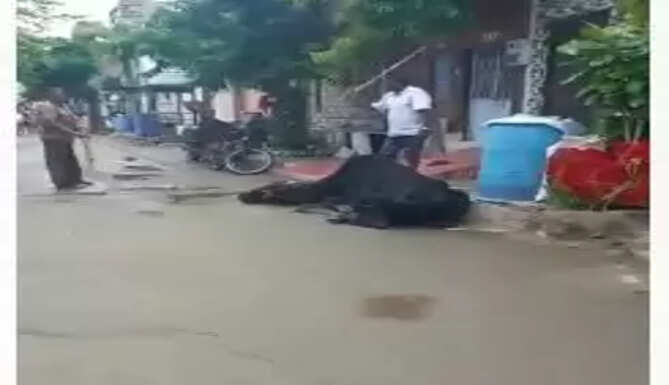 cow