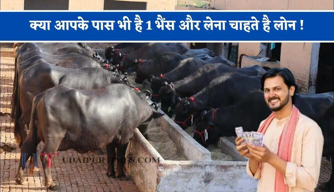 क्या आपके पास भी है 1 भैंस और लेना चाहते है लोन ! जाने किन-किन कागजों की पड़ेगी आपको जरूरत ?