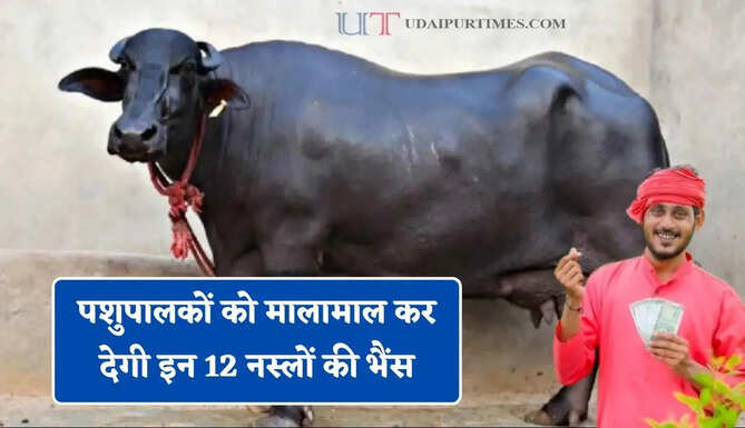 पशुपालकों को मालामाल कर देगी इन 12 नस्लों की भैंस, देती है सबसे ज्यादा दूध