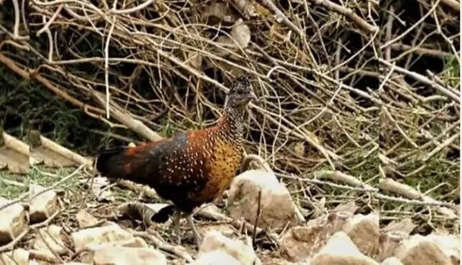painted spurfowl bird in Kumbhalgarh wildlife sanctuary  