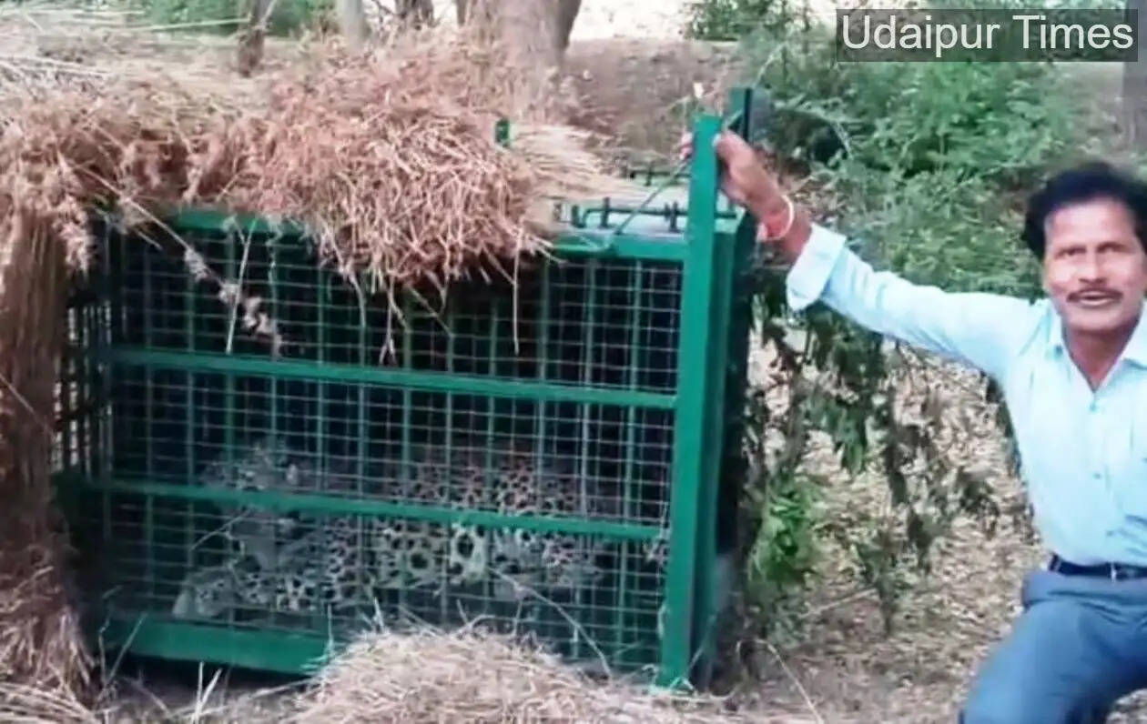 Panther caught in gogunda