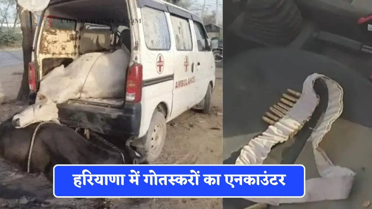 हरियाणा में गोतस्करों का एनकाउंटर, एंबुलेंस में कर रहे गोवंश तस्करी; कारतूस की पेटी-देसी कट्टा बरामद
