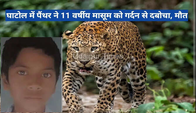 Leopard Attack Banswara